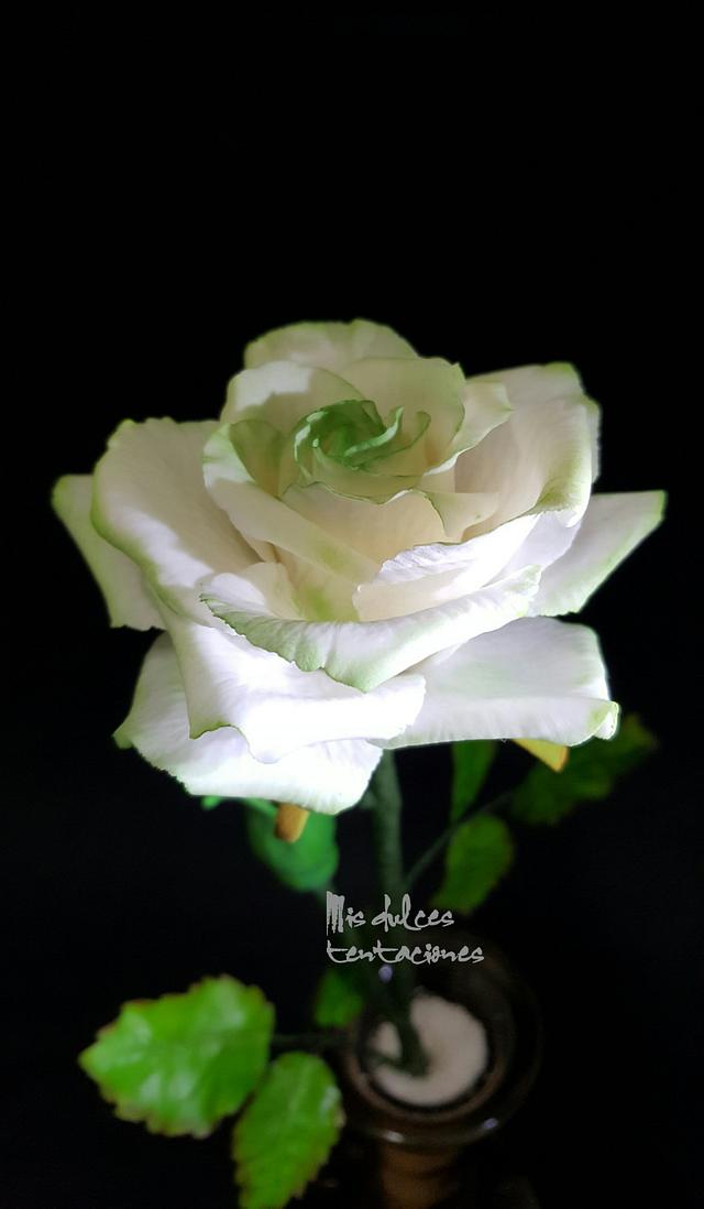 Rose white 