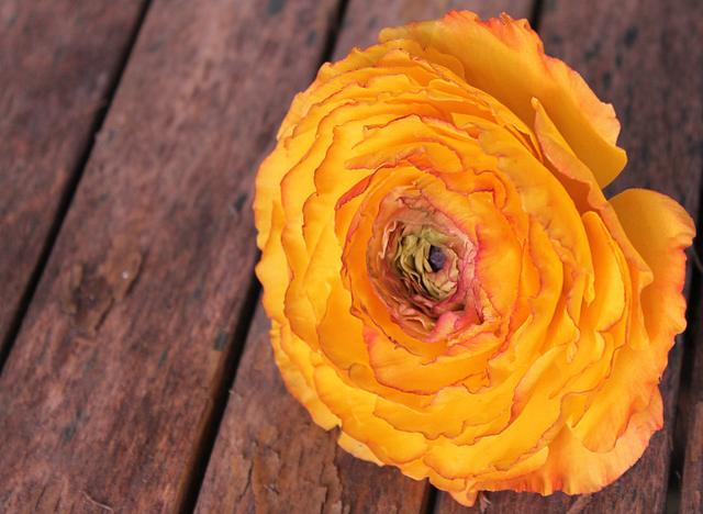 ranunculus cupcakes