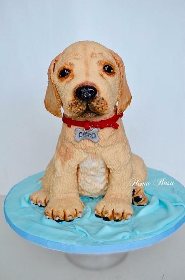 Labrador puppy cake - Decorated Cake by Hemu basu - CakesDecor