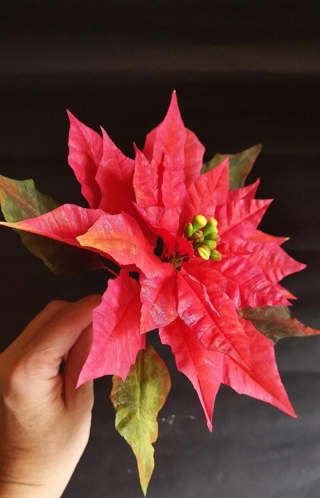 Wafer paper Poinsettia 