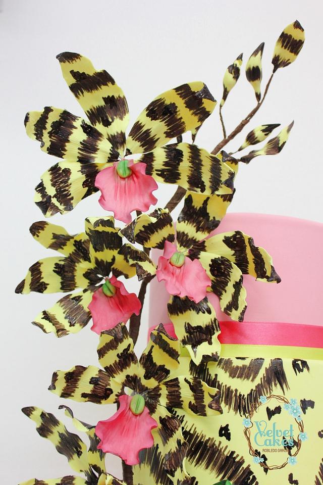 Lemboglossum Orchids Weddingcake