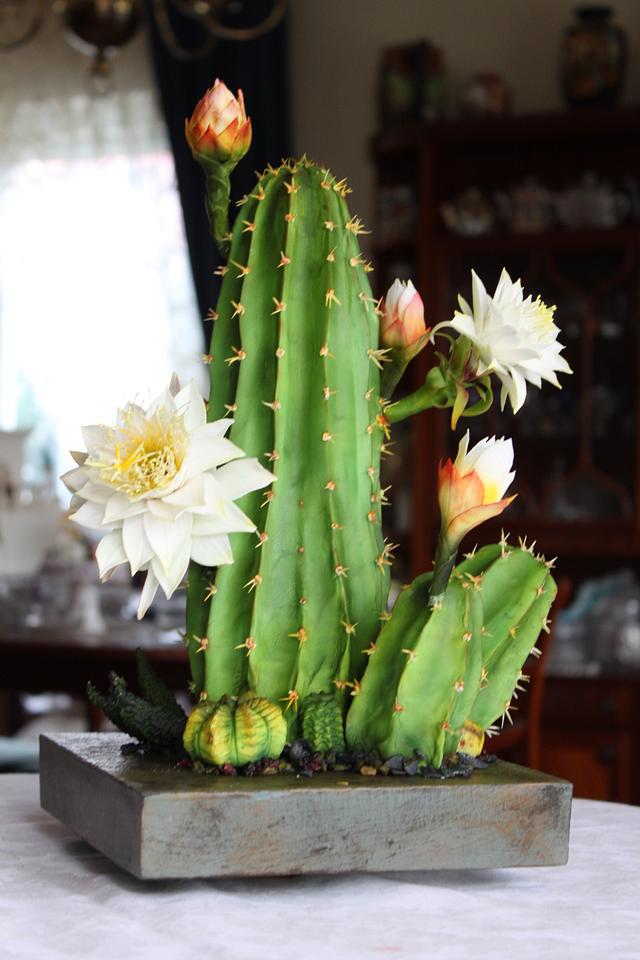 A species of Cactus Peruvianus 