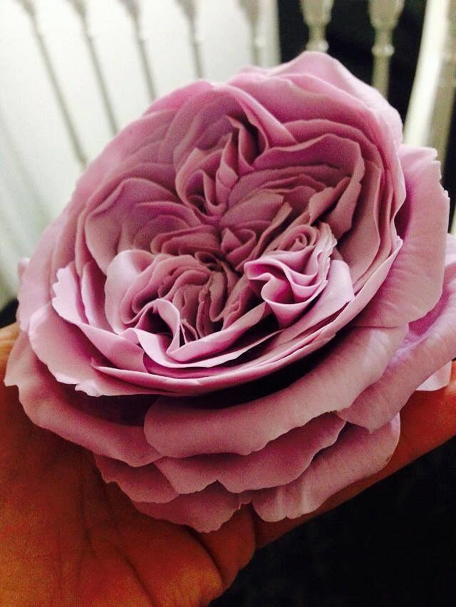 Open Lavender English Rose - Cake by Lisa Templeton - CakesDecor