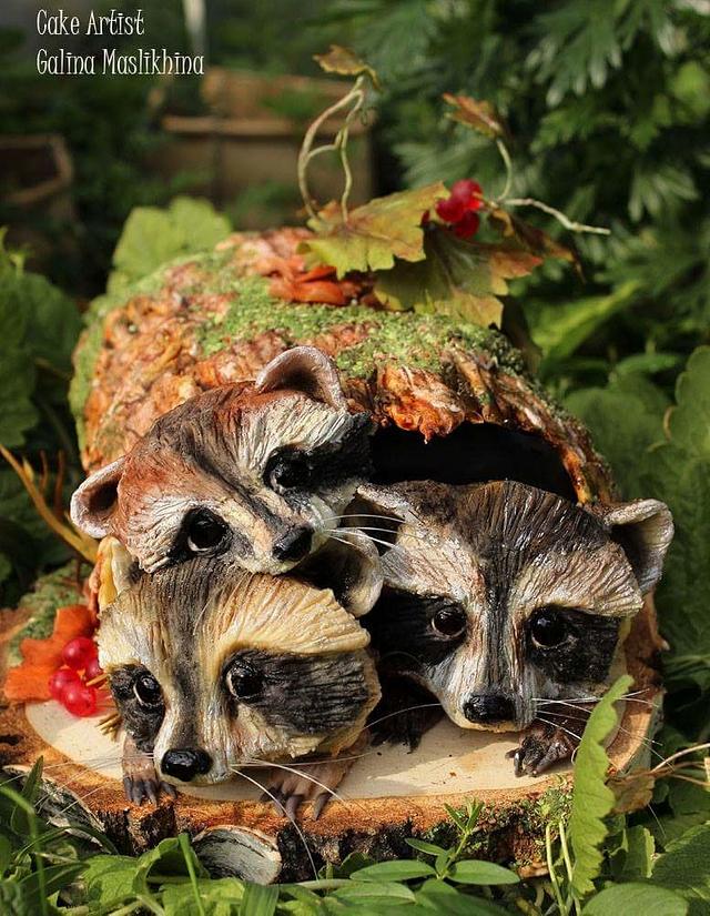 Raccoons in the old stump