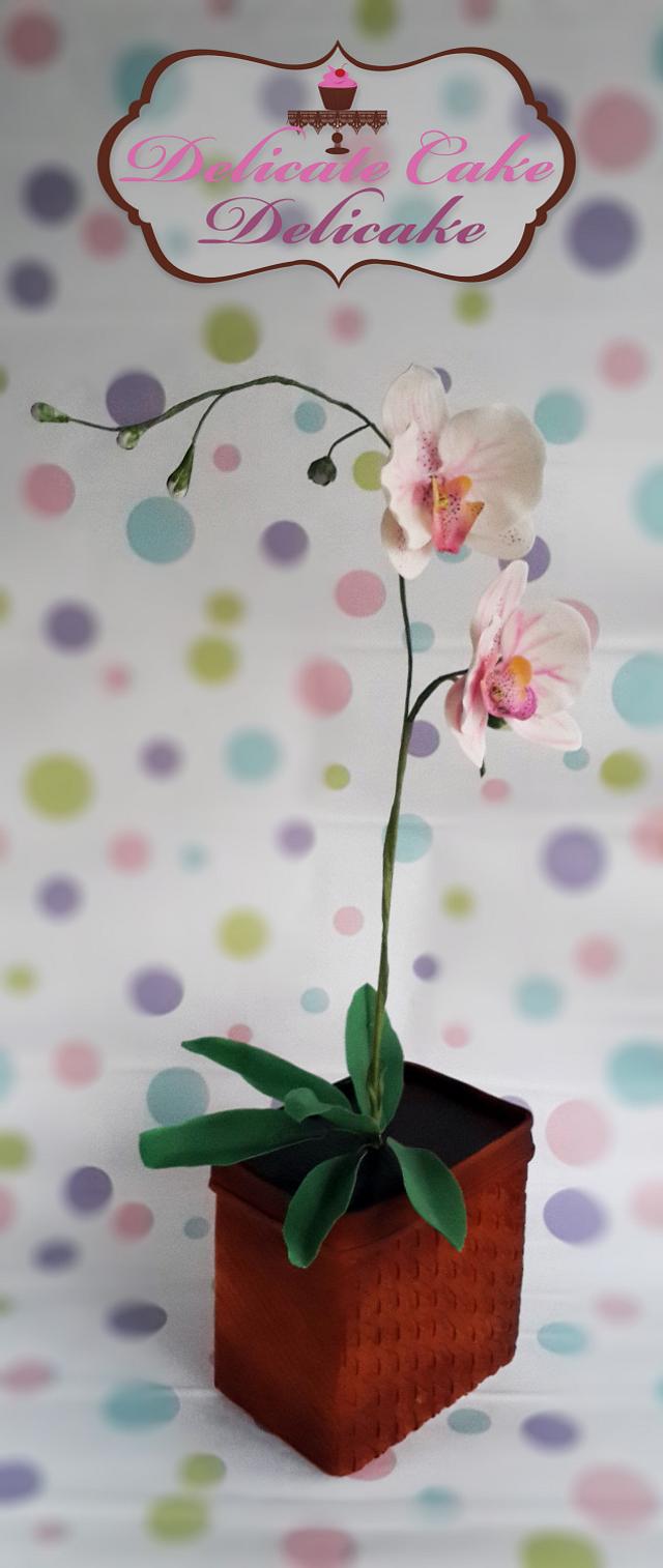 Moth Orchid cake - Decorated Cake by Yomna Elazawy - CakesDecor