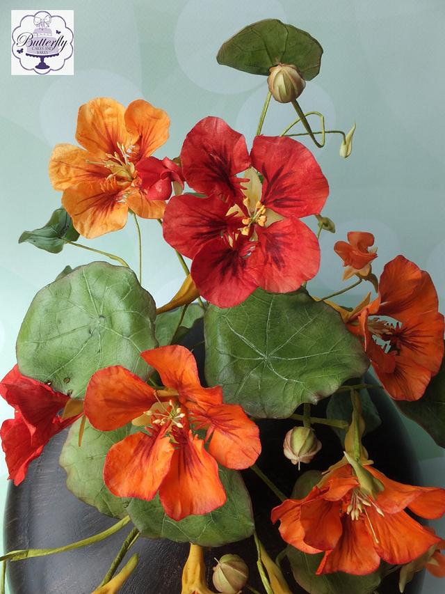 Tribute to People Living with Cancer Collaboration - Nasturtiums