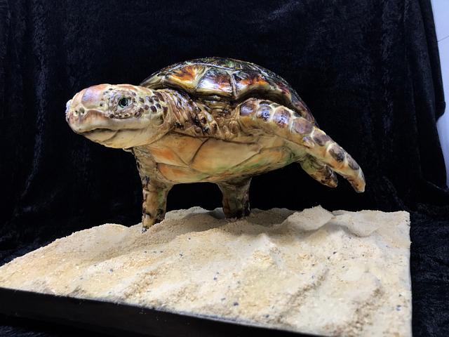 Sculpted turtle cake - Decorated Cake by Dragons and - CakesDecor