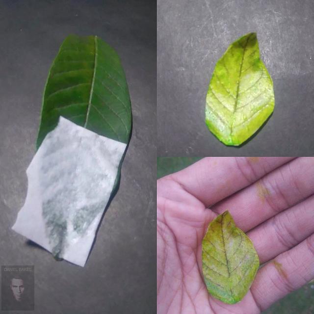 Wafer Paper Leaf Decorated Cake by Daniel Guiriba CakesDecor