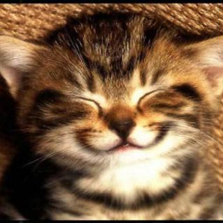 Andy Cat