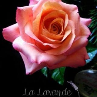 La Lavande Sugar Florist