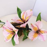 Alstromeria - Peruvian lily  