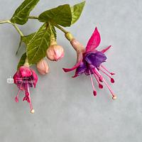 Wafer Paper Fuchsias