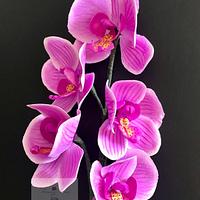 Sugar moth orchids 