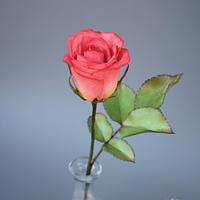 Sugar tea-hybrid rose "Pink Love"