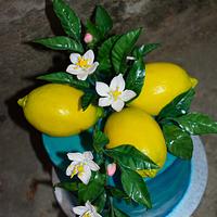 Lemons for Krasi 🍋🍋🍋