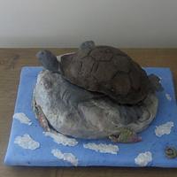 Turtle on a Rock
