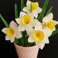 Sugar daffodils