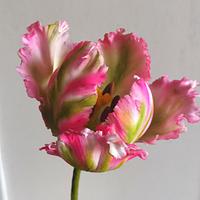 Parrot Tulip 