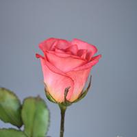 Sugar tea-hybrid rose "Pink Love"