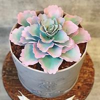 Succulent plant pot Cake