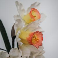 Wafer Paper Daffodils