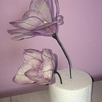 Wafer paper Magnolia