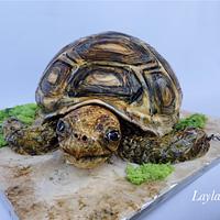 Tortoise birthday cake 