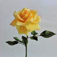Sentimental Yellow Rose