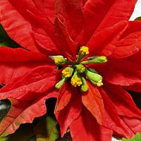 Poinsettia and holly 