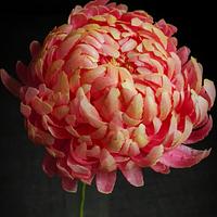 Wafer paper Chrysanthemum a