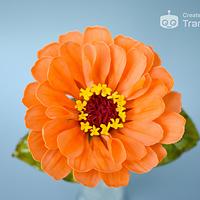 Sugar zinnia