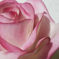 Rosa bicolor en pasta de goma
