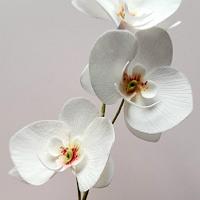 Orchid in wafer paper