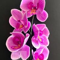Sugar moth orchids 