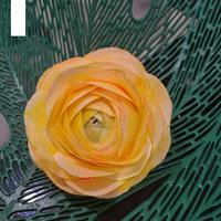 wafer paper ranunculus