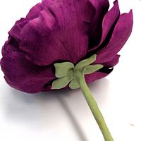 Tomer Purple Ranunculus 