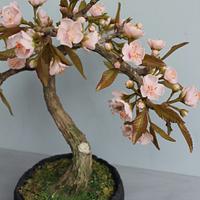 sakura bonsai  japan cake collaboration