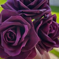 Plum Purple Roses