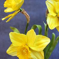Sugar Daffodils 