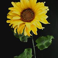Sugar Sunflower 🌻 