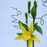 Vanilla orchid