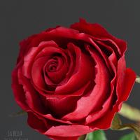 Scarlata sugar Red Rose