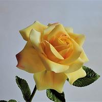 Sentimental Yellow Rose