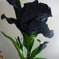 finished black iris's  > no flower cutters used, <