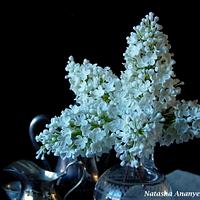 White sugar lilacs