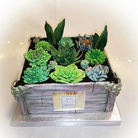 Cactus cake Cactus cake