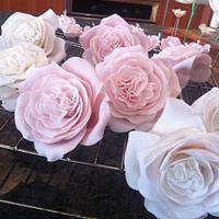 shimmer and David Austen roses