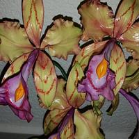 Fantasy Orchid