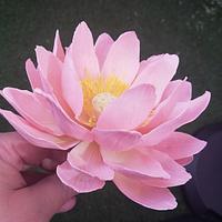 Freeformed sugar Lotus flower 