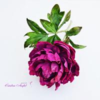 Paul M Wild peony- first lesson online classes 